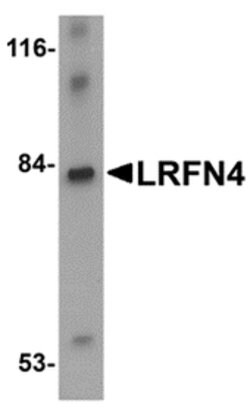 Invitrogen LRFN4 Polyclonal Antibody 100 &mu;g; Unconjugated:Antibodies,