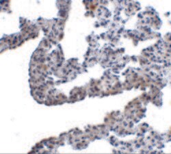 Invitrogen PCDH12 Polyclonal Antibody 100 &mu;g; Unconjugated:Antibodies,