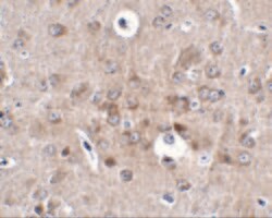 Invitrogen PCDH18 Polyclonal Antibody 100 &mu;g | Buy Online | Invitrogen&trade; | Fisher Scientific