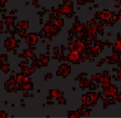 Invitrogen LRFN2 Polyclonal Antibody 100 &mu;g; Unconjugated:Antibodies,