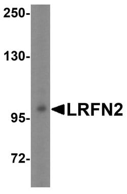 Invitrogen LRFN2 Polyclonal Antibody 100 &mu;g; Unconjugated:Antibodies,