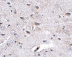 Invitrogen LRFN3 Polyclonal Antibody 100 &mu;g; Unconjugated:Antibodies,