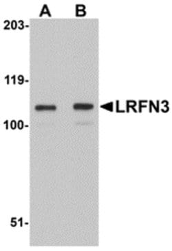 Invitrogen LRFN3 Polyclonal Antibody 100 &mu;g; Unconjugated:Antibodies,
