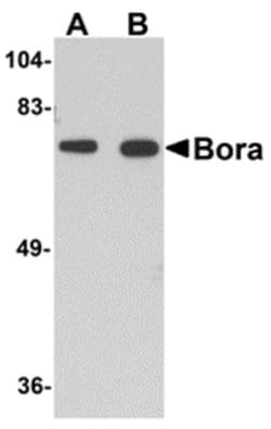 Invitrogen Bora Polyclonal Antibody 100 &mu;g | Buy Online | Invitrogen&trade; | Fisher Scientific