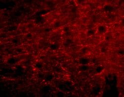 Bora Polyclonal Antibody, Invitrogen 100 &mu;g; Unconjugated:Antibodies