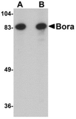 Bora Polyclonal Antibody, Invitrogen 100 &mu;g; Unconjugated:Antibodies