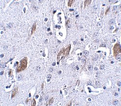 Invitrogen ATOH8 Polyclonal Antibody 100 &mu;g; Unconjugated:Antibodies,