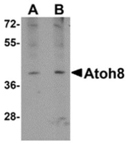 Invitrogen ATOH8 Polyclonal Antibody 100 &mu;g; Unconjugated:Antibodies,