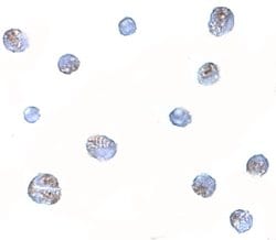 Invitrogen NDP Polyclonal Antibody 100 μg; Unconjugated:Antibodies,