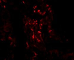 Invitrogen TNFAIP3 Polyclonal Antibody 100 &mu;g | Buy Online | Invitrogen&trade; | Fisher Scientific
