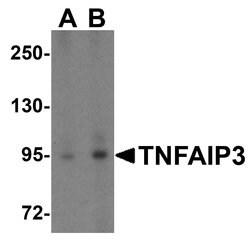 Invitrogen TNFAIP3 Polyclonal Antibody 100 &mu;g | Buy Online | Invitrogen&trade; | Fisher Scientific