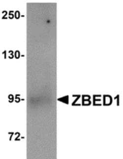 Invitrogen DREF Polyclonal Antibody 100 &mu;g; Unconjugated:Antibodies,
