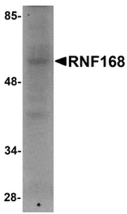 Invitrogen RNF168 Polyclonal Antibody 100 μg; Unconjugated:Antibodies,
