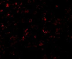Invitrogen AP2M1 Polyclonal Antibody 100 &mu;g; Unconjugated:Antibodies,