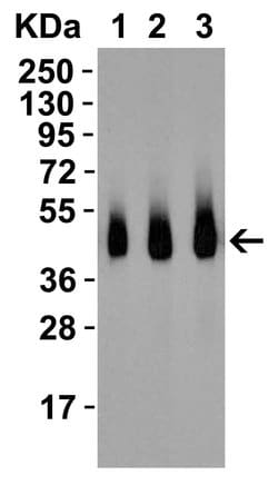 Invitrogen RSPO1 Polyclonal Antibody 100 &mu;g; Unconjugated:Antibodies,
