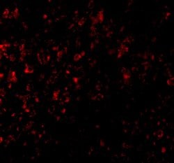 Invitrogen GPR3 Polyclonal Antibody 100 &mu;g; Unconjugated:Antibodies,