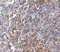 Invitrogen GPR3 Polyclonal Antibody 100 &mu;g; Unconjugated:Antibodies,