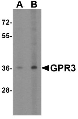 Invitrogen GPR3 Polyclonal Antibody 100 &mu;g; Unconjugated:Antibodies,