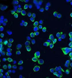 Claudin 1 Polyclonal Antibody, Invitrogen 100 &mu;g; Unconjugated:Antibodies