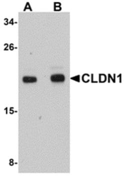 Claudin 1 Polyclonal Antibody, Invitrogen 100 &mu;g; Unconjugated:Antibodies