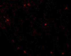 Invitrogen Occludin Polyclonal Antibody 100 &mu;g; Unconjugated:Antibodies,