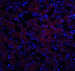 Invitrogen Occludin Polyclonal Antibody 100 &mu;g; Unconjugated:Antibodies,