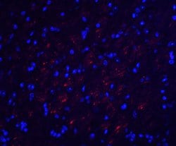 Invitrogen Occludin Polyclonal Antibody 100 &mu;g; Unconjugated:Antibodies,