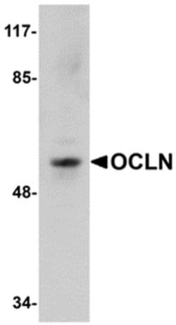 Invitrogen Occludin Polyclonal Antibody 100 &mu;g; Unconjugated:Antibodies,
