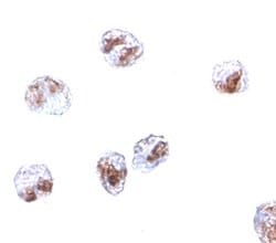 Invitrogen SCARA5 Polyclonal Antibody 100 &mu;g; Unconjugated:Antibodies,