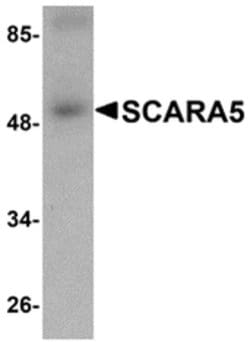 Invitrogen SCARA5 Polyclonal Antibody 100 &mu;g; Unconjugated:Antibodies,