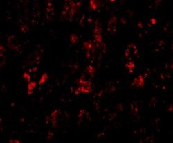 Invitrogen AFAP1L2 Polyclonal Antibody 100 &mu;g; Unconjugated:Antibodies,