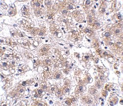 Invitrogen AFAP1L2 Polyclonal Antibody 100 &mu;g; Unconjugated:Antibodies,