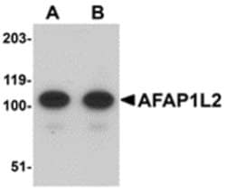 Invitrogen AFAP1L2 Polyclonal Antibody 100 &mu;g; Unconjugated:Antibodies,