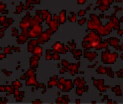 Invitrogen THEM4 Polyclonal Antibody 100 &mu;g; Unconjugated:Antibodies,