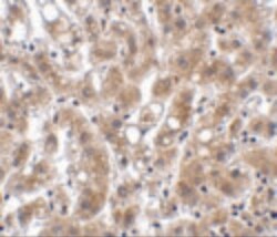 Invitrogen THEM4 Polyclonal Antibody 100 &mu;g; Unconjugated:Antibodies,