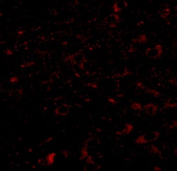 Invitrogen CCDC134 Polyclonal Antibody 100 &mu;g; Unconjugated:Antibodies,