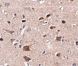 Invitrogen CCDC134 Polyclonal Antibody 100 &mu;g; Unconjugated:Antibodies,