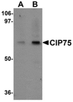 Invitrogen Ubiquilin 4 Polyclonal Antibody 100 &mu;g; Unconjugated:Antibodies,