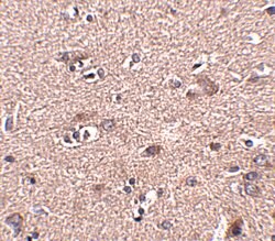 Invitrogen SCAMP4 Polyclonal Antibody 100 &mu;g; Unconjugated:Antibodies,