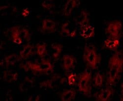 Invitrogen NOTUM Polyclonal Antibody 100 &mu;g; Unconjugated:Antibodies,