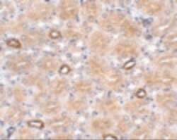 Invitrogen NOTUM Polyclonal Antibody 100 &mu;g; Unconjugated:Antibodies,