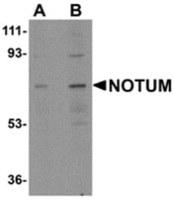 Invitrogen NOTUM Polyclonal Antibody 100 &mu;g; Unconjugated:Antibodies,