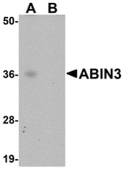Invitrogen TNIP3 Polyclonal Antibody 100 &mu;g | Buy Online | Invitrogen&trade; | Fisher Scientific