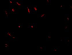 Invitrogen TWA1 Polyclonal Antibody 100 &mu;g; Unconjugated:Antibodies,
