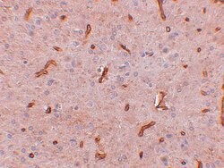 Invitrogen TWA1 Polyclonal Antibody 100 &mu;g; Unconjugated:Antibodies,