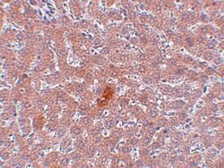 Invitrogen JMJD1A Polyclonal Antibody 100 &mu;g; Unconjugated:Antibodies,