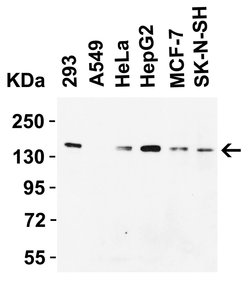 Invitrogen JMJD1A Polyclonal Antibody 100 &mu;g; Unconjugated:Antibodies,