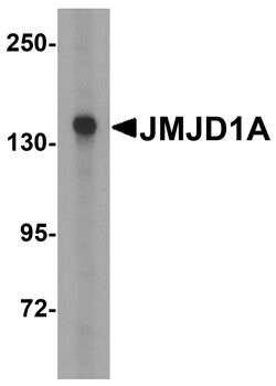 Invitrogen JMJD1A Polyclonal Antibody 100 &mu;g; Unconjugated:Antibodies,