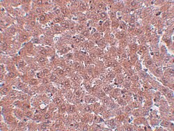 Invitrogen JMJD2A Polyclonal Antibody 100 &mu;g; Unconjugated:Antibodies