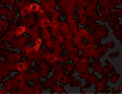 Invitrogen JMJD7 Polyclonal Antibody 100 &mu;g; Unconjugated:Antibodies,